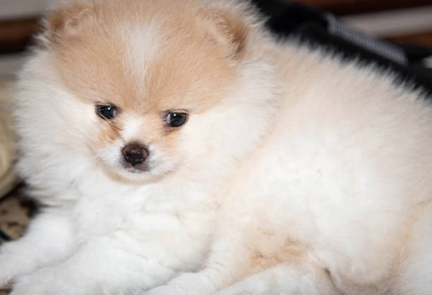 istock Cream puppy Spitz dog lying on the bed and watching 1306828968