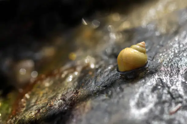 Photo of Macro photography yellow sea snail background