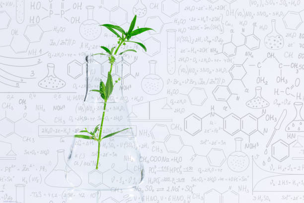 istock Cloned decorative micro plant in test tube with agar nutrient medium. Micropropagation technology in vitro,Hand drawn science formulas on chalkboard for background 1306829783