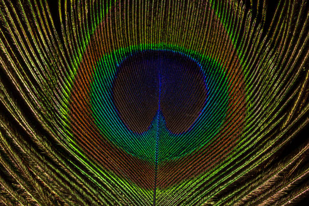 istock Peacock Feather on black background macro closeup 1306829786