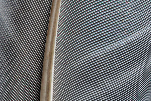 istock Fragment of bird's feather, close-up. Black and white. 1306829835