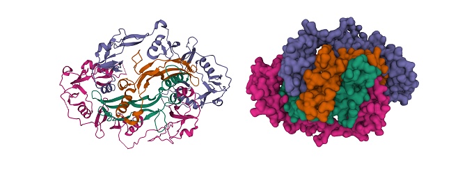 Follistatin is an autocrine glycoprotein that is expressed in nearly all tissues of higher animals. Its primary function is the binding and bioneutralization of members of the TGF-β superfamily, with a particular focus on activin, a paracrine hormone. 3D cartoon and Gaussian surface models, white background