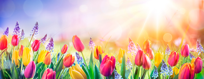 Abstract Defocused Spring Background - Tulips And Muscari Flowers In Sunny Field