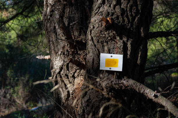 istock Trail sign on tree trunk for hiking 1306831838