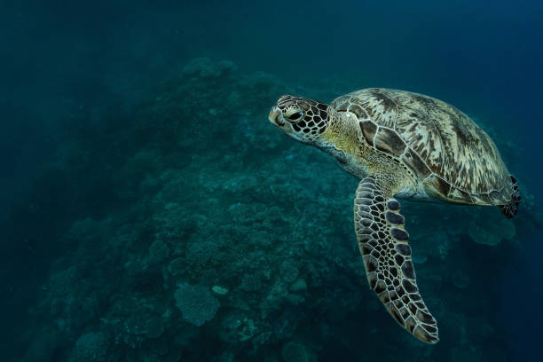 istock Green turtle in the blue 1306832672