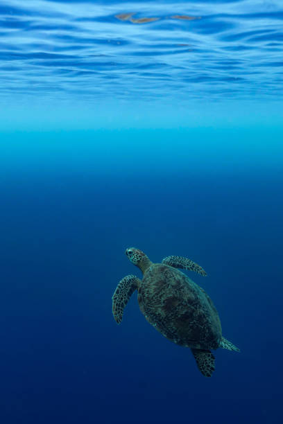 istock Green turtle in the blue 1306832728