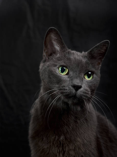 istock Dark gray cat on the black background 1306832979