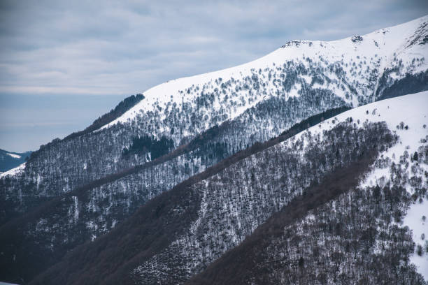 istock dog samoyed in a beautiful view of the mountains 1306833025