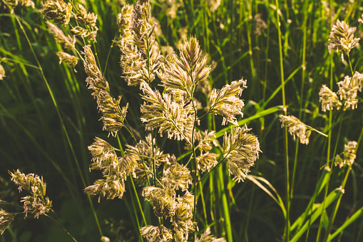 Phalaris arundinacea or canary cane herb. Field in the rays of the summer sunset
