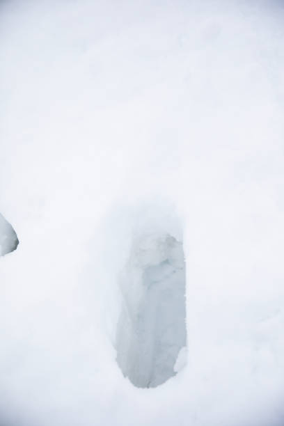 istock dog samoyed in a beautiful view of the mountains 1306833205