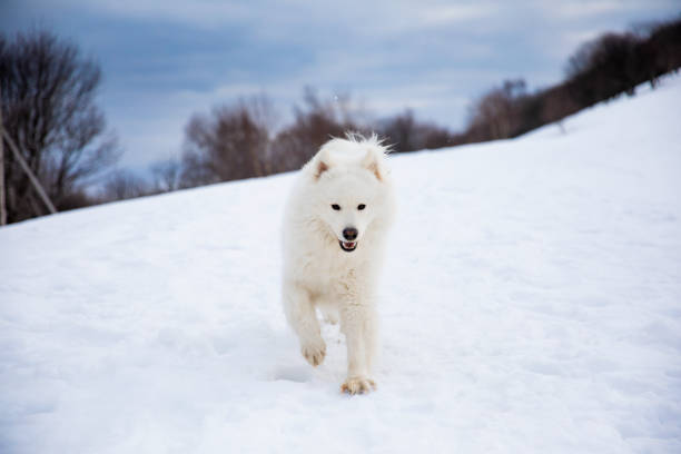istock dog samoyed in a beautiful view of the mountains 1306833883