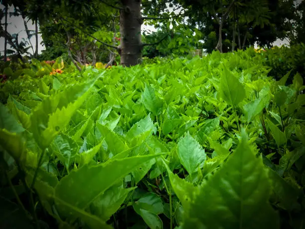 Fresh Green Leaves Of Hibiscus Plants In The Garden Park, North Bali, Indonesia