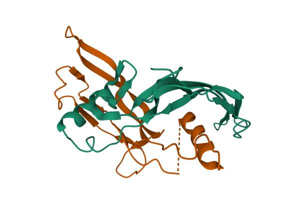 istock Structure of human Activin A homodimer 1306834035