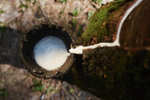 zbieranie naturalnego lateksu z drzewa gumowego - homegrown produce environment green forest zdjęcia i obrazy z banku zdjęć