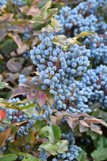istock Blue Mahonia berries (Latin Mahonia aquifolium) or Oregon grapes 1306835482