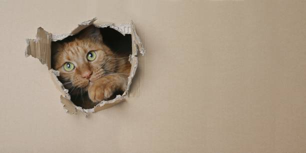 istock Funny ginger cat looking curious out of a hole in a cardboard box. Panoramic image with copy space. 1306836380