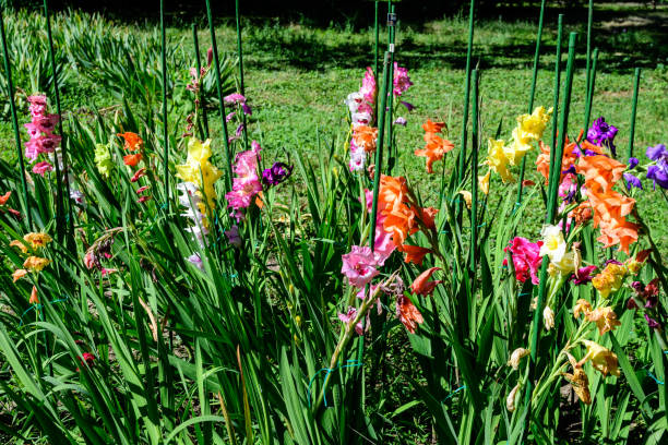 nahaufnahme von vielen zarten lebendigen gelb, rosa, orange, lila und weißen gladiolus blumen in voller blüte und grünen blättern in einem garten in einem sonnigen sommertag - poppy purple flower close up stock-fotos und bilder