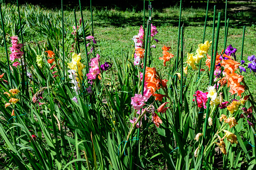 Close up of many delicate vivid yellow, pink, orange, purple and white Gladiolus flowers in full bloom and green leaves in a garden in a sunny summer day