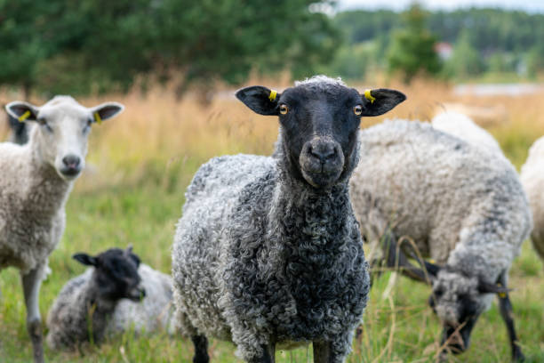 Herd of sheep looking into the camera stock photo