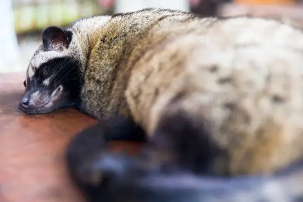 Asian palm civet (Paradoxurus hermaphroditus) on the coffee plantation