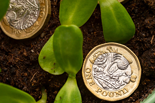 Pound coins in amongst seedlings signifying investment growth.