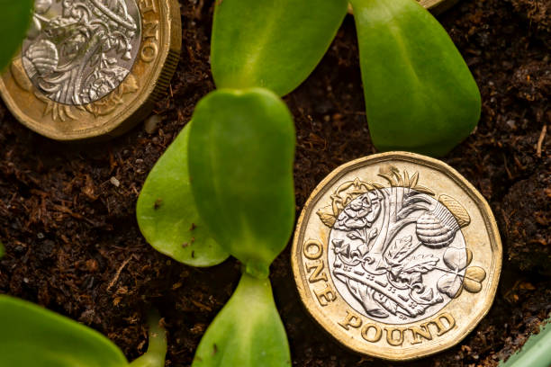 Make your money grow Pound coins in amongst seedlings signifying investment growth. british currency stock pictures, royalty-free photos & images