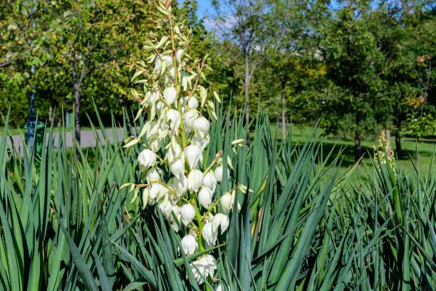 Many delicate white flowers of Yucca filamentosa plant, commonly known as Adam's needle and thread, in a garden in a sunny summer day, beautiful outdoor floral background