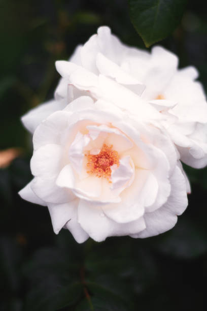 istock Blooming white roses in a garden 1306840772