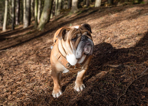 bulldog britannico inglese guardando la macchina fotografica in imbracatura arancione e camminando nella foresta nella giornata di sole primaverile - english bulldog foto e immagini stock