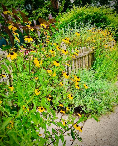 istock Black Eyed Susan’s Overgrowing a picket Fencr 1306841984