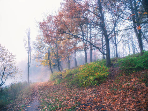 istock Mountain trail through the morning misty autumn forest. 1306842064