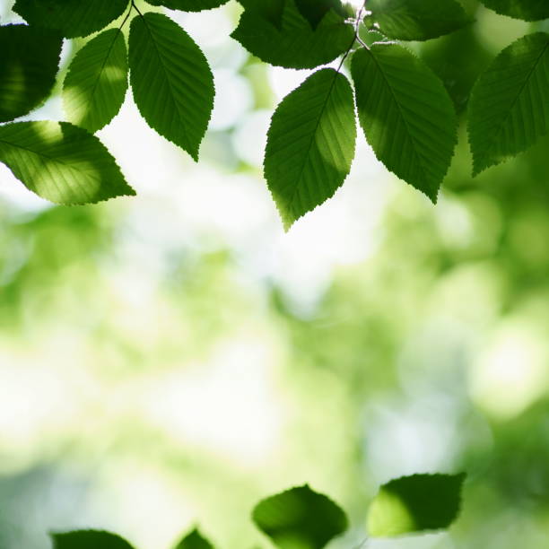 istock Green leaves background 1306842264
