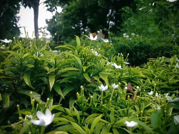 Fresh Green Garden With Pinwheel flower Plant Or Butterfly Gardenia Or Tabernaemontana Divaricata