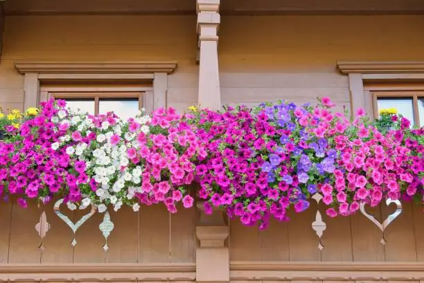 Traditional tirol house balcony decorated with varieties of petunia and surfinia flowers