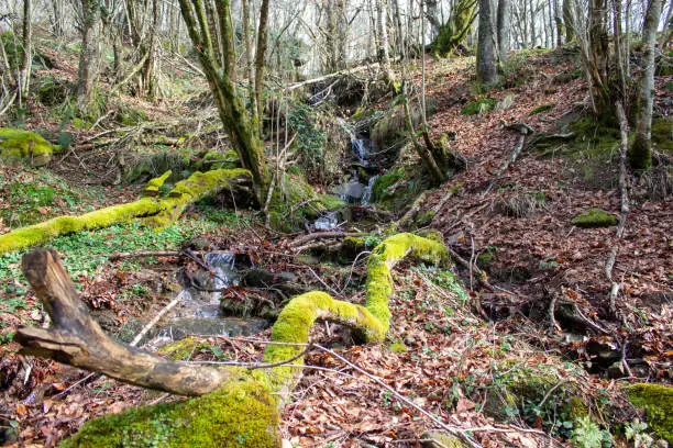 Magical beech forest where elves and gnomes, the water nymphs, live. The beech forest is located in the Cantabrian Mountains near Espinosa de los Monteros (Burgos). Mountain scenery on a sunny day in northern Spain.