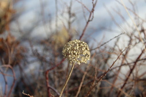 Dry Yellow Flower Head with Black Seeds Close-up