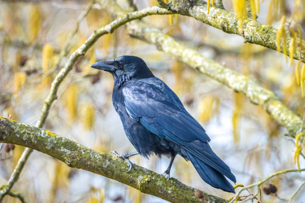 istock Closeup of a carrion crow Corvus corone black bird perched in a tree 1306847451