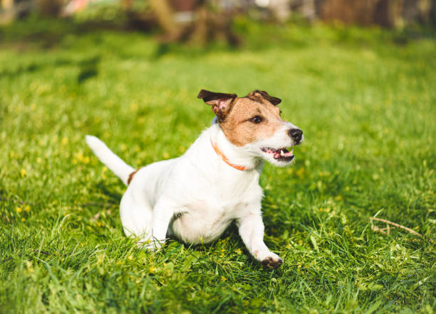 cão ativo feliz usando coleira para tratamento anti carrapato e pulgas correndo e jogando em grama fresca da primavera em dia ensolarado - tick dog flea pets - fotografias e filmes do acervo