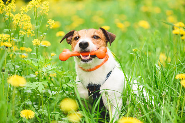 concetto di sicurezza e cura degli animali domestici con collare per pulci e tick respingere e trattamento - tick dog flea pets foto e immagini stock