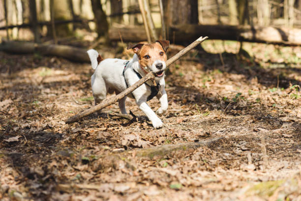 istock Dog playing fetch with wooden stick in spring forest on sunny warm day 1306848039