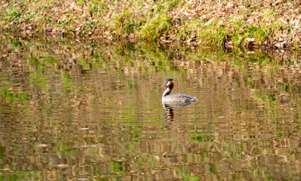 Close up of a Great Crested Grebe (Podiceps cristatus)