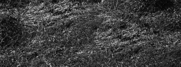 istock Burnt grass on burnt ground. Ash. Wide banner of dramatic background with copy space.Ecological concept 1306849205