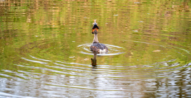 Close up of a Great Crested Grebe (Podiceps cristatus)
