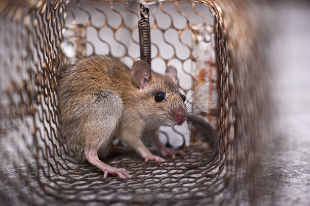 istock A brown rat (Rattus norvegicus) or common rat inside a cage in the natural light. 1306851035