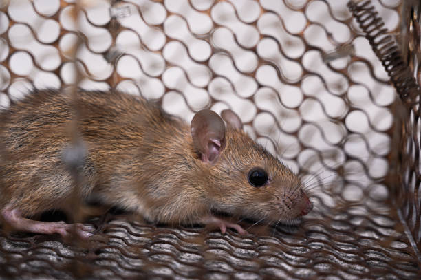 istock A brown rat (Rattus norvegicus) or common rat inside a cage in the natural light. 1306851060