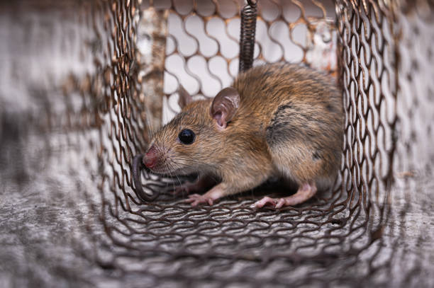 istock A brown rat (Rattus norvegicus) or common rat inside a cage in the natural light. 1306851076