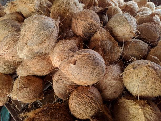 lots of peeled coconuts
