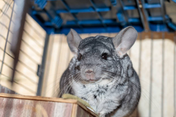 istock big fluffy gray chinchilla close up portrait 1306851990