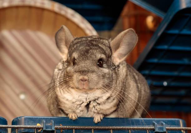 istock big fluffy gray chinchilla close up portrait 1306851994