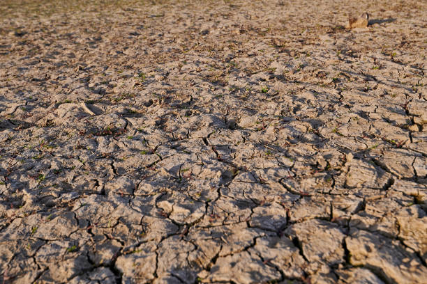 istock dry and cracked soil on farming land 1306852134